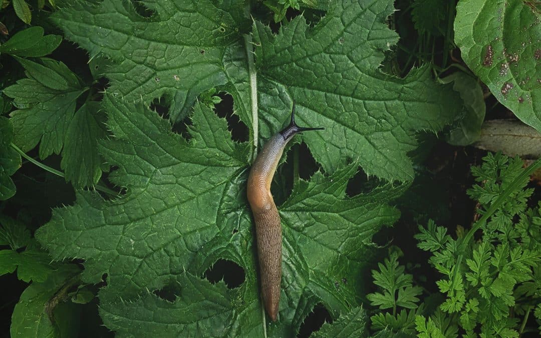 The Case of the Unfriendly Slug: Why Your Organisational Map Might Be Holding You Back
