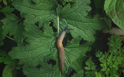 The Case of the Unfriendly Slug: Why Your Organisational Map Might Be Holding You Back