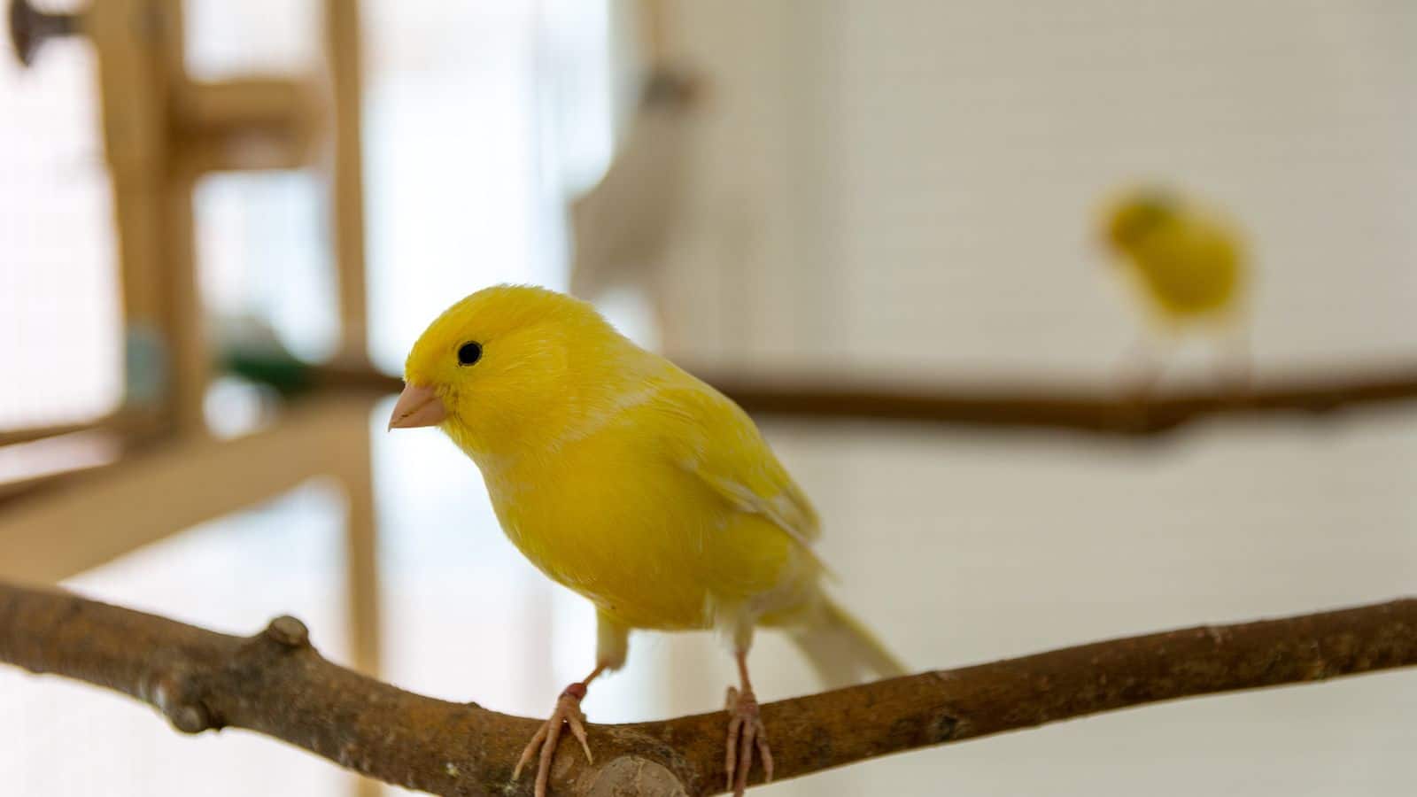 How to listen when your canaries are giving signs