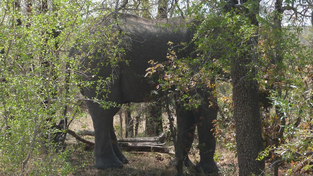 ce que elephant sauvage nous apprend yinsight