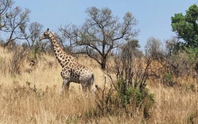 Contribution One tree planted en 2023