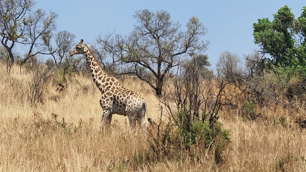 girafe