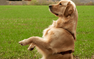 L’aspect comportemental des indicateurs de performance